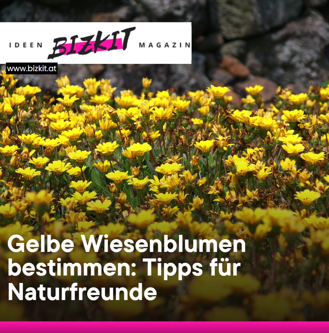 Gelbe Wiesenblumen bestimmen Tipps für Naturfreunde
