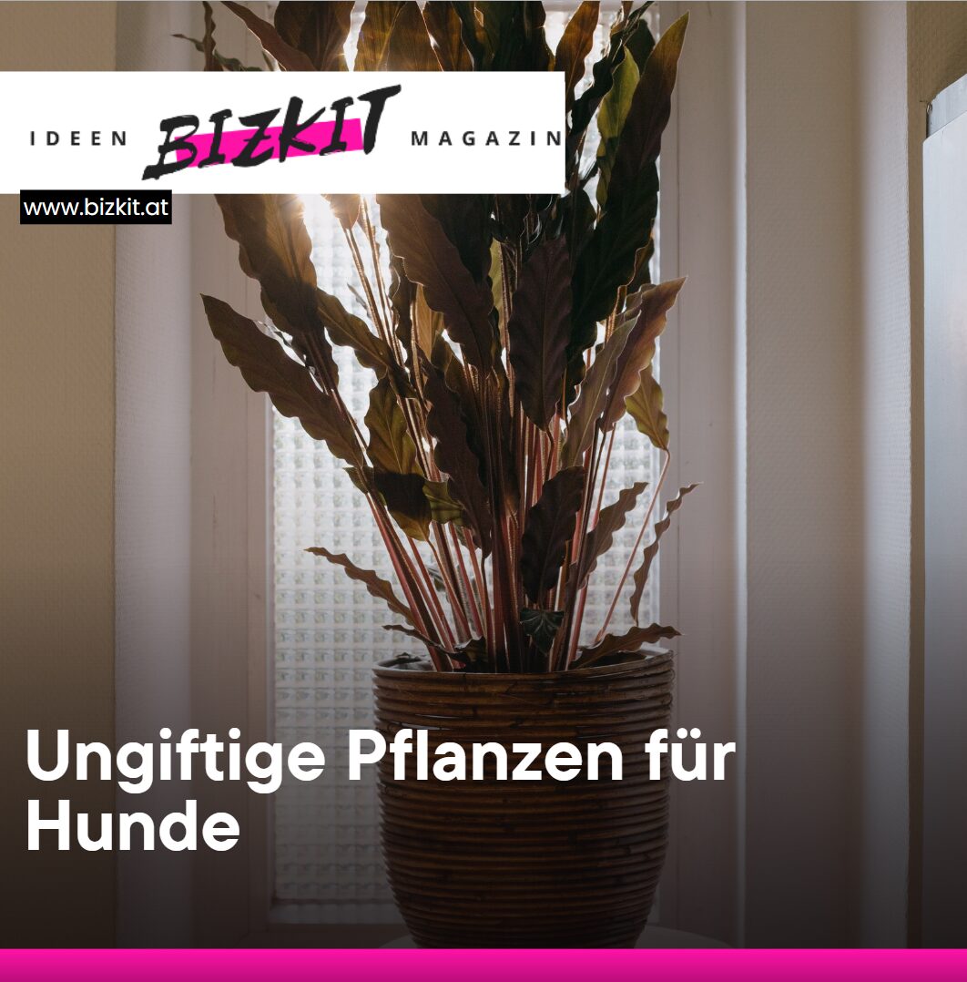 Ungiftige Pflanzen für Hunde Schöne und sichere Zimmerpflanzen