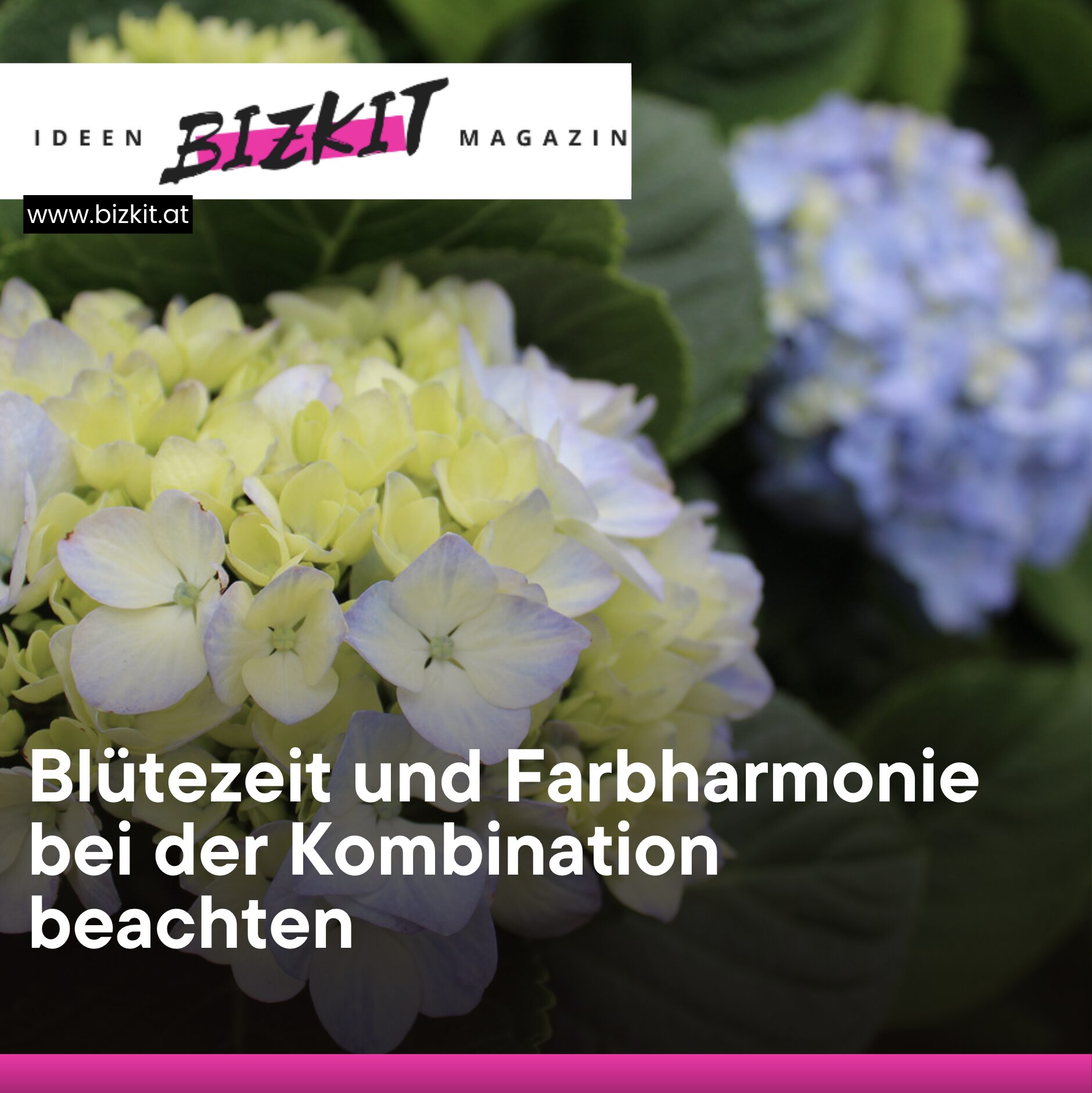 Blütezeit und Farbharmonie bei der Kombination beachten