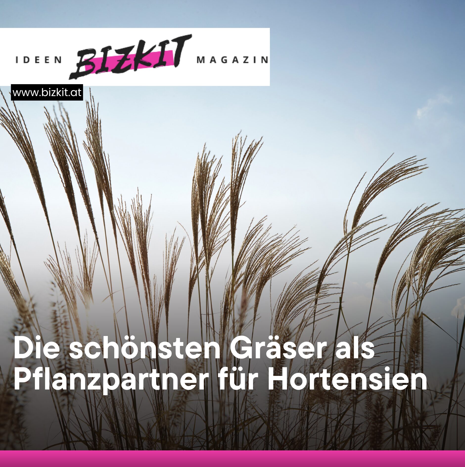 Die schönsten Gräser als Pflanzpartner für Hortensien