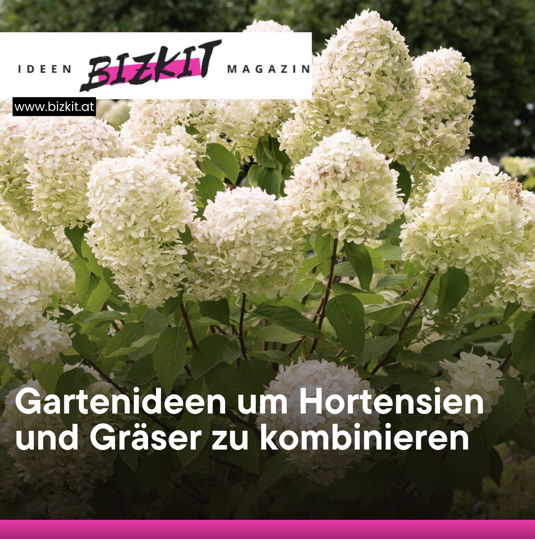 Warum Gartenideen um Hortensien und Gräser zu kombinieren besonders beliebt sind