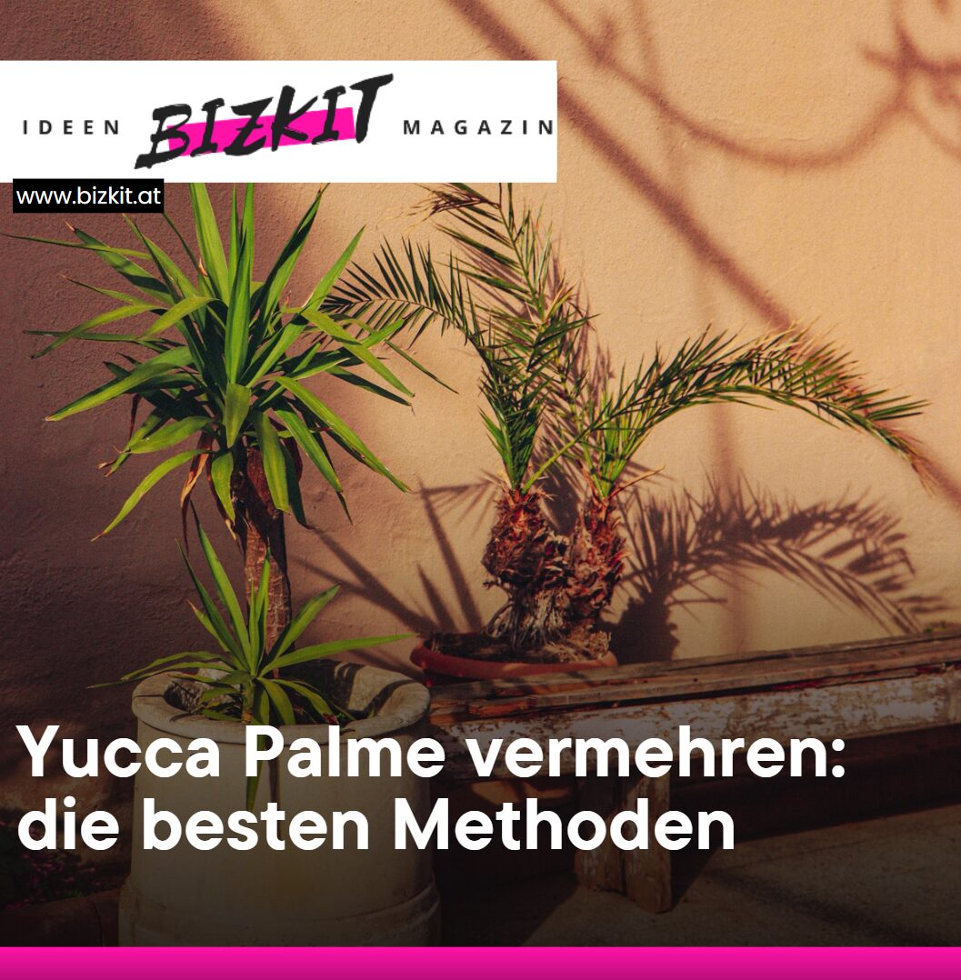 Yucca Palme vermehren die besten Methoden