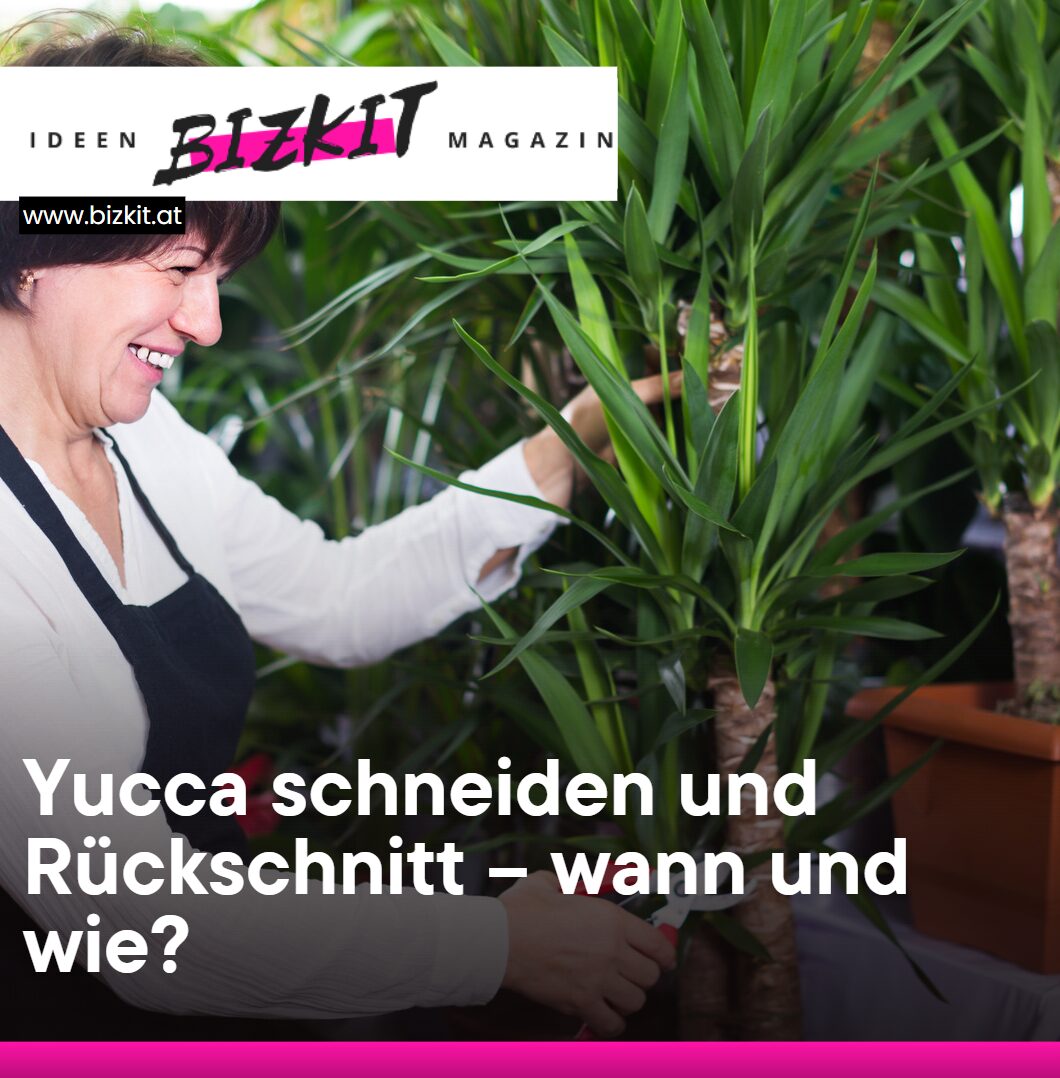 Yucca schneiden und Rückschnitt – wann und wie