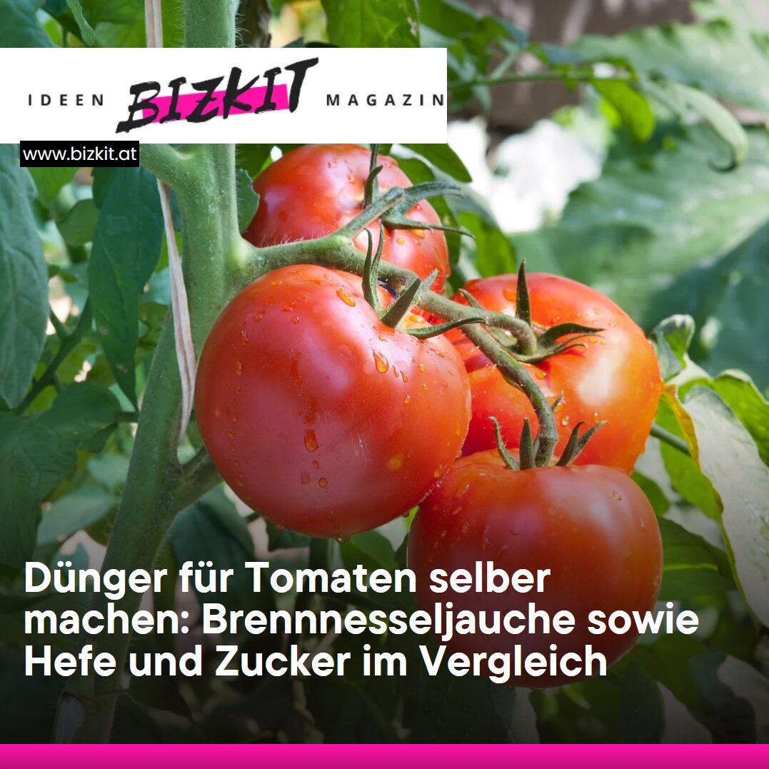 Dünger für Tomaten selber machen: Brennnesseljauche sowie Hefe und Zucker im Vergleich