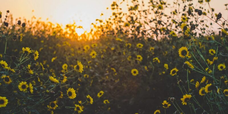 Gelbe Wiesenblumen Strahlende Farbtupfer in der Natur