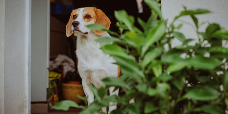 Ungiftige Pflanzen für Hunde Grünes Glück ohne Risiko für dein Haustier