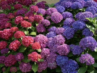 Gartenideen um Hortensien und Gräser zu kombinieren