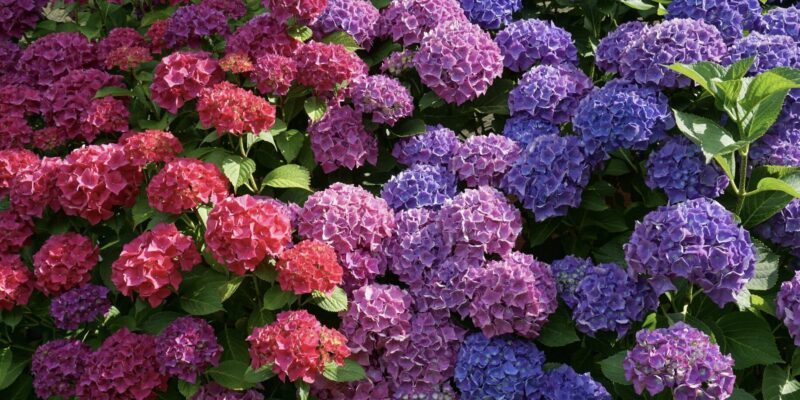 Gartenideen um Hortensien und Gräser zu kombinieren