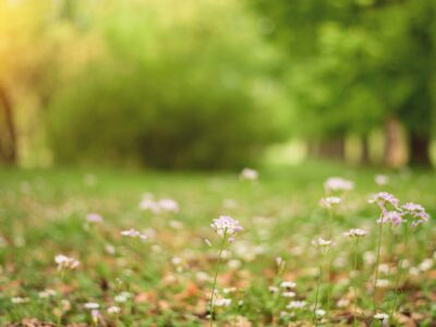 Ist Schaumkraut essbar Das grüne Wildkraut mit besonderem Charme