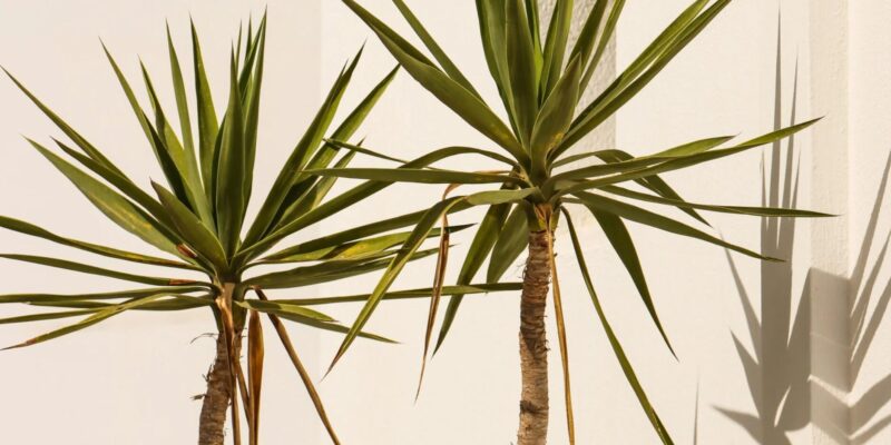 Yucca Palme Vermehren So wächst deine Zimmerpflanze richtig gut