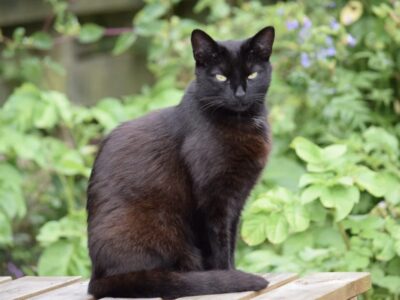 Schwarze Katze von links nach rechts
