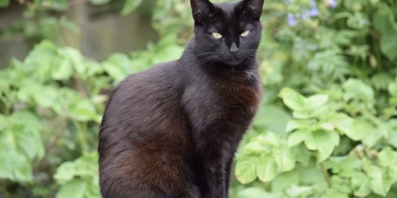 Schwarze Katze von links nach rechts