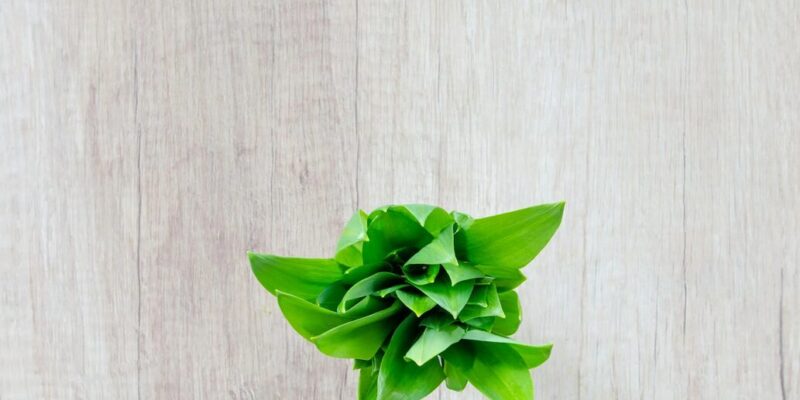 borretsch heilwirkung