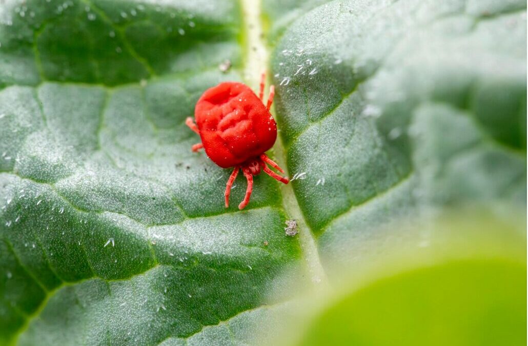 milben ausschlag im gesicht