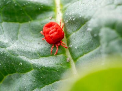 milben ausschlag im gesicht