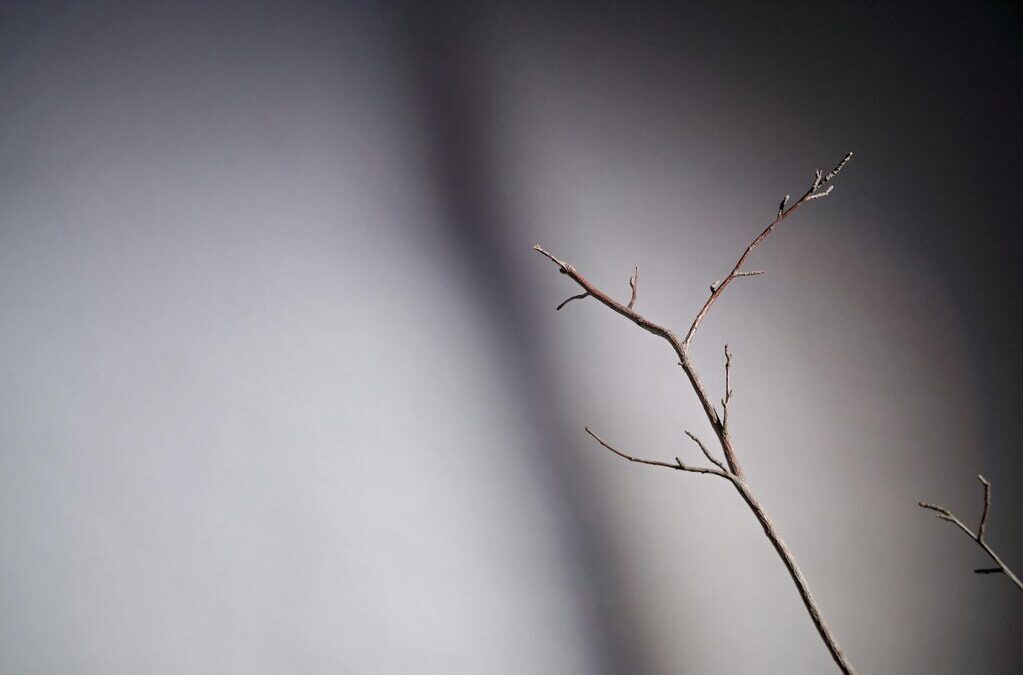 ausgefallene deko mit ästen im garten