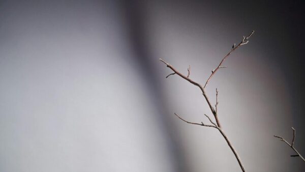 ausgefallene deko mit ästen im garten