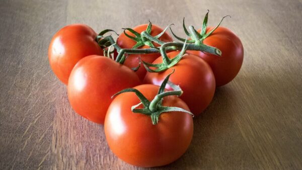 dünger für tomaten selber machen